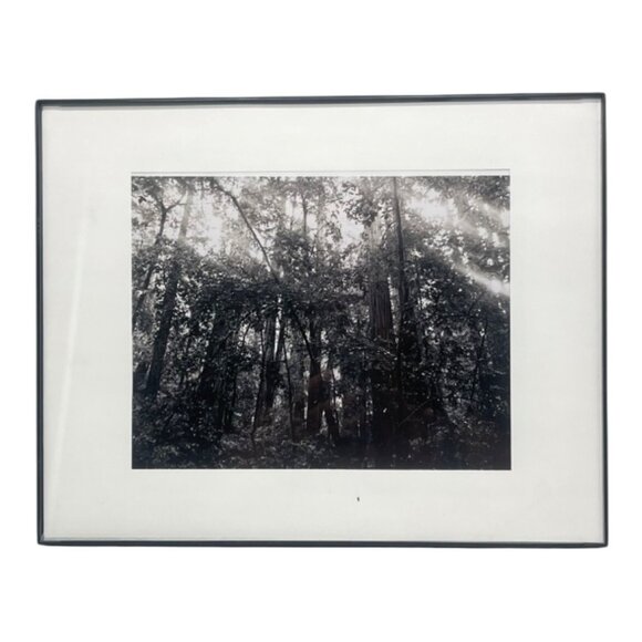 Other - Black & White Forest Photography Print In Black Frame 14x11" READ